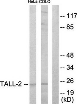 TALL-2 antibody