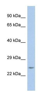 TANGO2 antibody