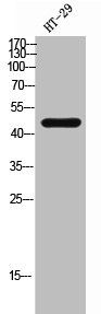 TANK Antibody