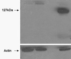 Goat anti-TANK2 Antibody