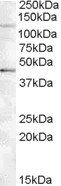 Goat anti-Tankyrase 2 Antibody