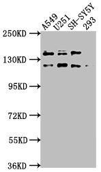 TAOK1 Antibody