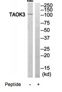 TAOK3 antibody