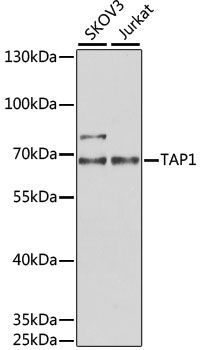 TAP1 antibody