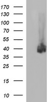 Tapasin Related Protein Antibody