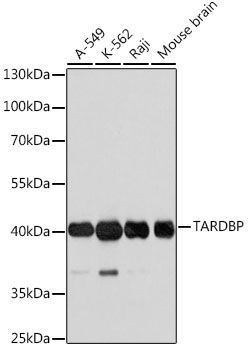 TARDBP antibody