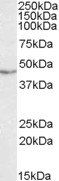 Goat anti-TDP-43 Antibody