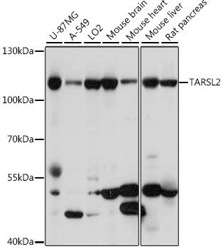 TARSL2 antibody