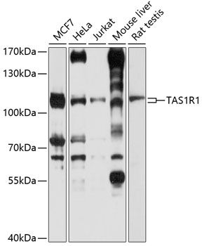 TAS1R1 antibody