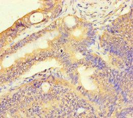 TAS2R13 Antibody
