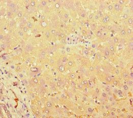 TAS2R38 Antibody