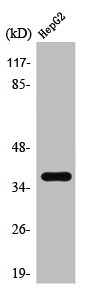 TAS2R39 antibody