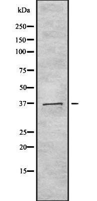 TAS2R40 antibody