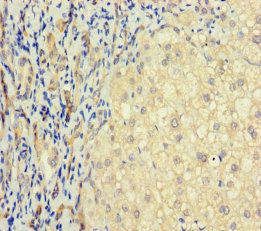 TAS2R41 antibody