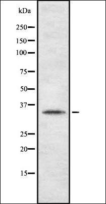 TAS2R44 antibody
