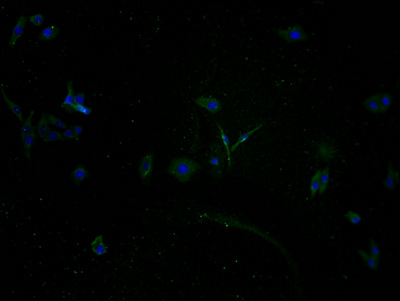 TAS2R5 Antibody