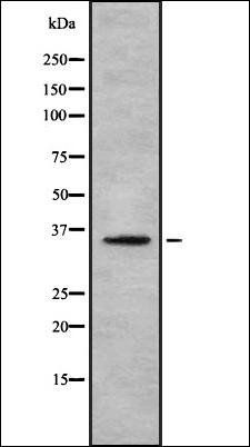 TAS2R60 antibody
