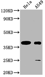 TAS2R7 antibody