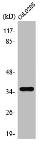 TAS2R8 Antibody