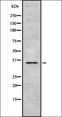 TAS2R9 antibody