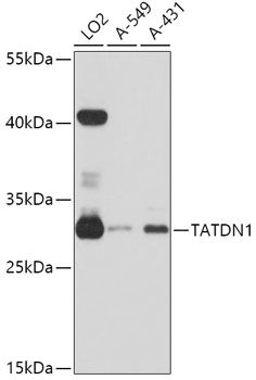 TATDN1 antibody