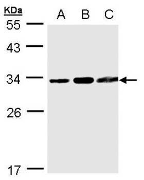 TATDN1 antibody