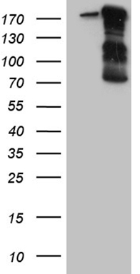 Tau (MAPT) antibody