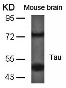 Tau (Ab-235) Antibody