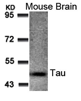 Tau (Ab-205) Antibody