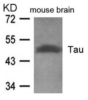 Tau (Ab-262) Antibody