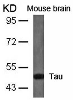 Tau (Ab-404) Antibody