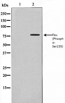 Tau (Phospho-Ser235) antibody