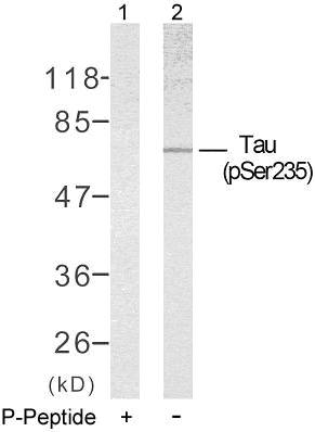 Tau (Phospho-Ser235) Antibody