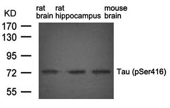 Tau (phospho-Ser416) Antibody