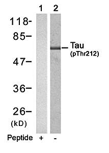 Tau (Phospho-Thr212) Antibody
