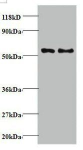 TAX1BP3 Antibody