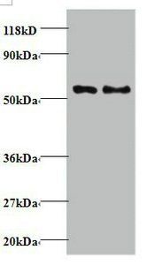 Tax1-binding protein 3 antibody