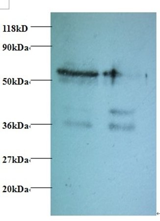 Tax1-binding protein 3 antibody (Biotin)