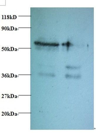 TAX1BP3 Antibody, Biotin conjugated