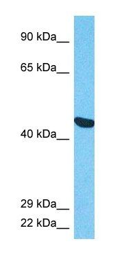 TBA3E antibody