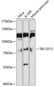 TBC1D15 antibody