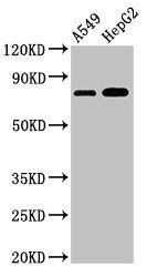 TBC1D15 Antibody