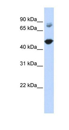 TBC1D16 antibody