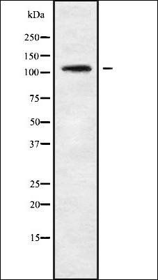 TBC1D2 antibody