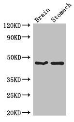 TBC1D20 Antibody