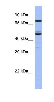 TBC1D25 antibody