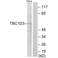 TBC1D3 antibody