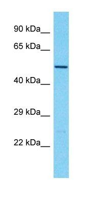 TBC1D3G antibody