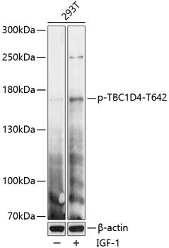 TBC1D4 (Phospho-T642) antibody
