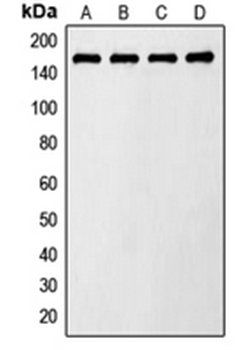 AS160 (phospho-T642) antibody
